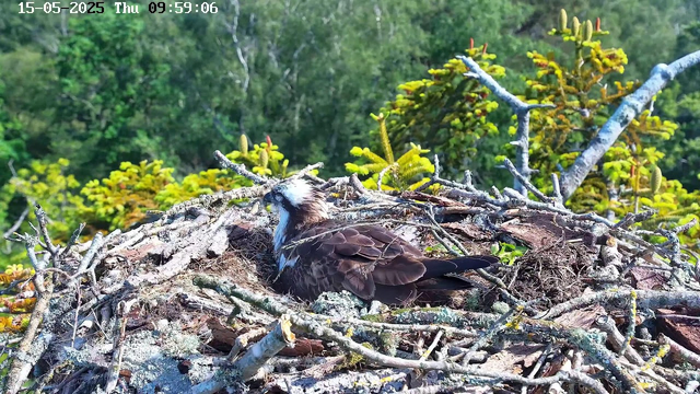A bird, likely an osprey, lies on a large nest made of twigs and branches. The nest is situated among green foliage and trees, with a background of dense, leafy forest. The image shows the nest in the sunlight, and there are no other birds or animals visible nearby. The top-left corner displays the date and time: May 15, 2025, Thursday, 9:59:06 AM.