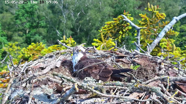 A bird of prey, likely an osprey, is sitting in its nest made of sticks and moss. The nest is situated high in a tree with green foliage in the background. The bird has a white head with a dark eye stripe, yellow eyes, and brown feathers on its body. The top left corner of the image displays the date "15-05-2025," the day "Thu," and the time "10:59:06" in white text.