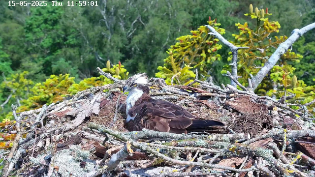 A young osprey is sitting in its nest made of twigs and branches, perched high in a tree. The bird has brown and white feathers, with a distinctive white head marked by a dark eye stripe. The background features lush green foliage and branches, with sunlight illuminating the scene. The top of the image shows a timestamp with the date "15-05-2025" and the time "Thu 11:59:01."