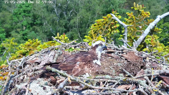 A bird of prey, possibly an osprey, is sitting in its nest made of sticks and twigs. The nest is situated outdoors, surrounded by green foliage and shrubbery. The bird has brown and white plumage, with a white head and dark eye markings, and is looking to the side. The image has a timestamp in the top left corner indicating the date and time as May 15, 2025, 12:59:06 PM.