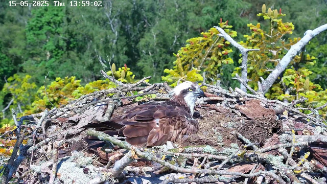A bird of prey, possibly an eagle, is sitting on a large nest made of twigs and branches. The nest is situated high in a tree, surrounded by lush green foliage and dense forest in the background. The timestamp at the top indicates the date and time as May 15, 2025, at 13:59. The bird is looking to the side, with a sharp beak and piercing eyes.
