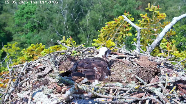 A young bird of prey, likely an osprey, is sitting in a large nest made of twigs and branches atop a tree. The nest is surrounded by green foliage and the background features a dense forest with various shades of green. The sky is clear, and there is a timestamp showing the date as May 15, 2025, and the time as 14:59:06.
