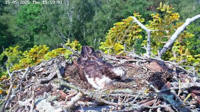 A bird is lying on its side in a nest made of sticks and twigs. The nest is situated high in a tree with green leaves. The background shows a dense forest with trees and foliage. The image has a timestamp on the top left corner indicating the date and time as "15-05-2025 Thu 15:59:01".