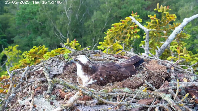 A young osprey is sitting in its nest made of sticks and twigs, located among green tree branches. The osprey has white and brown plumage, with a white head streaked with dark markings, and is looking to the left side of the image. The background is filled with lush green foliage. The timestamp in the top left corner indicates the date and time as May 15, 2025, at 16:59:06.