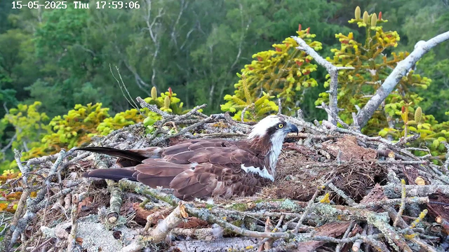 A young osprey is resting in its large nest, built with sticks and located high in trees. The bird has brown and white feathers, a sharp hooked beak, and bright yellow eyes. The background features green foliage and branches, indicating a forested area. The image is timestamped "15-05-2025 Thu 17:59:06" in the upper left corner.