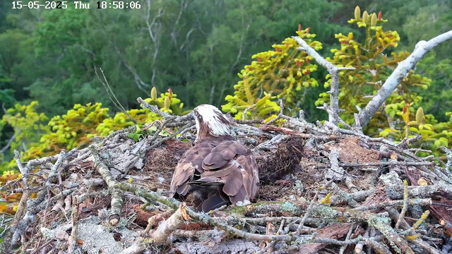 A young bird, likely an osprey, is sitting in a nest made of sticks and branches atop a tree. The bird has white and brown feathers and appears to be resting or observing its surroundings. In the background, there are lush green trees and foliage. The image is timestamped "15-05-2025 Thu 18:58:06" at the top-left corner.