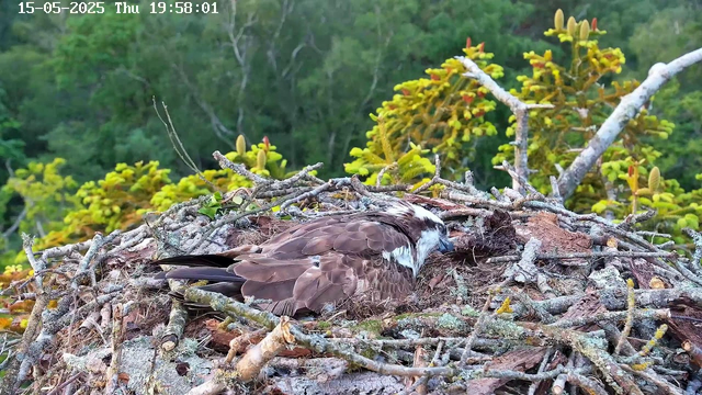 A bird of prey, likely an osprey, is resting in its nest made of sticks and twigs. The nest is situated among green leafy trees, with dense foliage in the background. The bird is grooming itself, with its head lowered and beak near its body.
