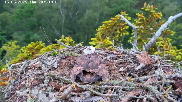A bird with a white head and brown feathers on its body is sitting in a nest made of twigs and sticks. The nest is situated high in a tree with green and yellowish leaves, and the background shows a lush, green forest. The date and time are displayed in the top left corner of the image.