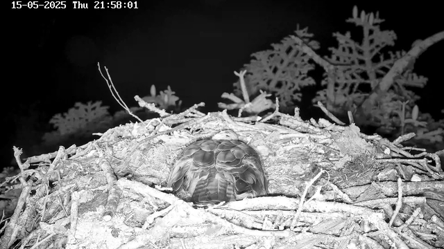A bird is sleeping in a nest made of twigs and branches, situated in a tree. The image is in black and white, and the background includes some leaves and branches. The timestamp at the top left indicates the date and time as May 15, 2025, at 21:58:01.