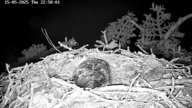 A bird, likely a hawk or falcon, is sitting in a nest made of twigs and sticks on a tree branch during nighttime. The image is in black and white, taken with a night vision or infrared camera. In the background, there are some leaves and branches visible. The timestamp at the top left indicates it was taken on May 15, 2025, at 10:58 PM.