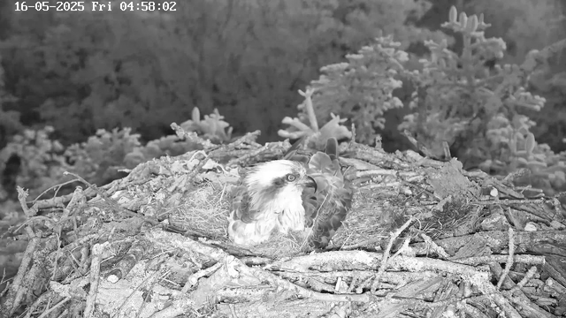 A young bird of prey, possibly an osprey, is sitting in a large nest made of twigs and branches. The nest is situated among trees, with some foliage visible in the background. The image is in black and white and appears to be from a webcam feed, with a timestamp at the top left corner reading "16-05-2025 Fri 04:58:02."