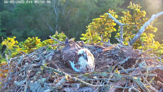 A young ospreys bird is sitting in a large nest made of sticks and twigs on a tree branch. The nest is surrounded by green foliage, with the sunlight illuminating the scene from the right side. The bird has a white head with a dark eye stripe, light eyes, and brown and white feathers on its body.