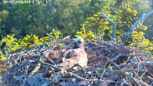 A bird of prey, possibly an osprey, sits in a large nest made of sticks and twigs. The nest is situated high in a tree with green foliage, and the background features a lush, dense forest. The bird is facing away from the camera, with its head turned slightly upward, showing its white head and dark eye. The image is taken early in the morning, as indicated by the timestamp in the top left corner.