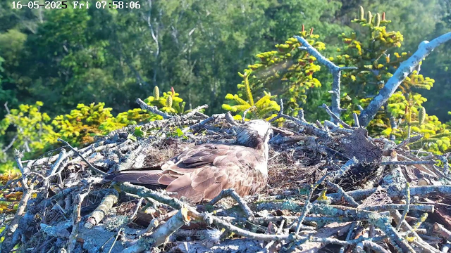 A bird of prey, likely an osprey, rests in its nest made of sticks and twigs, high in a tree with green foliage in the background. The image is brightly lit by sunlight, and the sky appears clear. The timestamp in the top left corner indicates the date as May 16, 2025, and the time as 07:58:06 on a Friday.