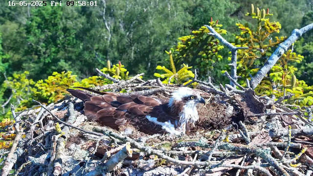 A bird of prey, likely an osprey, is sitting on its nest made of sticks and twigs. The nest is situated among lush green foliage and branches, with a background of dense trees. The bird has brown and white feathers, with a distinctive white head and yellow eyes, and is looking to the right. The image is timestamped "16-05-2025 Fri 09:58:01" in the top left corner.