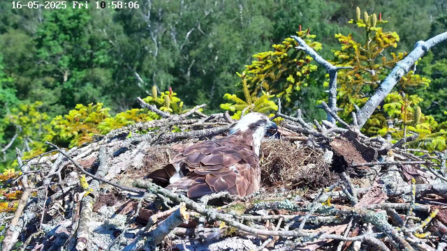 A young bird of prey, possibly an osprey, is sitting in a large nest made of twigs and branches. The nest is high in a tree with green foliage, and the background shows a dense forest. The bird has brown and white feathers, a sharp beak, and appears to be resting or tending to its nest. The image is timestamped "16-05-2025 Fri 10:58:06" at the top.