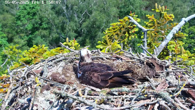A bird, likely an osprey, is resting in a large nest made of branches and twigs. The nest is situated high among lush green trees with dense foliage. The bird's head is turned to the side, and it has brown and white feathers. The background features vibrant green leaves and branches, and the image is timestamped with the date "16-05-2025" and the time "11:58:07" at the top left corner.