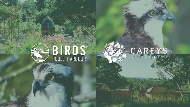 A collage of four images featuring a garden, a bird of prey, and logos. The top-left image shows a lush, green garden with various plants and arching garden structures under bright daylight. The top-right image is a close-up of a bird of prey with white and dark brown plumage, piercing yellow eyes, and a sharp beak, set against a blurred green background. The bottom-left image is a slightly blurred close-up of the same bird, focusing on its face and eye. The bottom-right image depicts a rural scene with trees, a fence, and farm buildings under a clear sky. Overlaid on the images are two logos: the "Birds of Poole Harbour" logo featuring a stylized bird inside a circular frame, and the "Caret's Secret Garden" logo with floral designs inside a circular emblem.