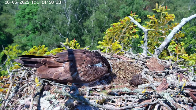 A bird of prey, possibly an eagle, is resting in its nest made of sticks and branches. The nest is situated high in a tree with green leaves and dense foliage in the background. The image also includes a timestamp at the top left corner displaying the date and time as 16-05-2025 Friday at 14:58:23.