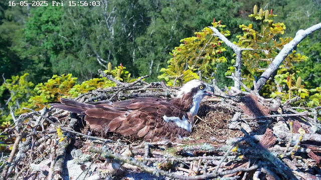 A bird of prey, likely an osprey, is sitting in a large nest made of sticks and twigs. The nest is situated among green foliage and branches. The osprey has brown and white feathers, yellow eyes, and is looking to the right. The background consists of dense green trees and leaves, with the scene illuminated by bright sunlight. The date and time displayed in the upper left corner are "16-05-2025 Fri 15:56:03."