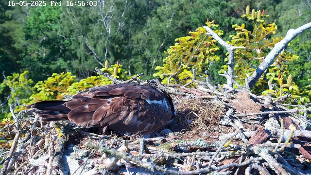 A large bird with brown and white feathers is resting in its nest made of twigs and moss, situated among green foliage and tree branches on a bright, sunny day. The nest is built high among the trees, and the bird appears to be an eagle or similar raptor.