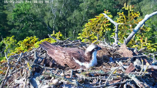 A young osprey is sitting in its nest made of sticks and twigs atop a tree. The nest is surrounded by green foliage and branches, with dense trees in the background. The image is timestamped "16-05-2025 Fri 18:01:08" at the top.