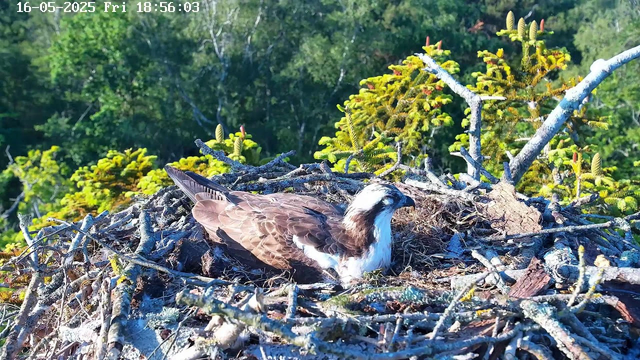 A bird of prey, likely an osprey, is sitting in its large nest made of sticks and branches on a high vantage point. The nest is surrounded by green foliage and small trees. The background shows a dense forest with leafy trees under bright sunlight. The timestamp on the image reads "16-05-2025 Fri 18:56:03."