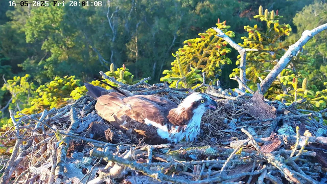 An osprey is resting in its nest made of sticks and branches, situated among green foliage and small new pine growths. The background features a dense forest with sunlight illuminating the scene. The image is timestamped "16-05-2025 Fri 20:01:08" at the top.