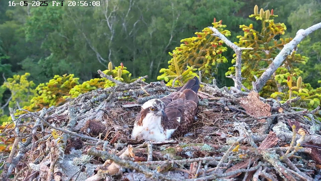 A bird of prey, likely an osprey, is sitting in its nest made of sticks and twigs. The nest is situated high in a tree with green foliage and coniferous plants in the background. The bird has a white head with a dark eye stripe, a brown back, and white underparts.