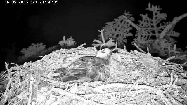A bird, likely an osprey, is sitting on its nest made of sticks and twigs. The nest is situated among snow-covered branches and foliage, with a dark background behind the nest. The image is in black and white, and a timestamp is visible in the upper left corner, indicating the date and time as May 16, 2025, at 21:56:09.