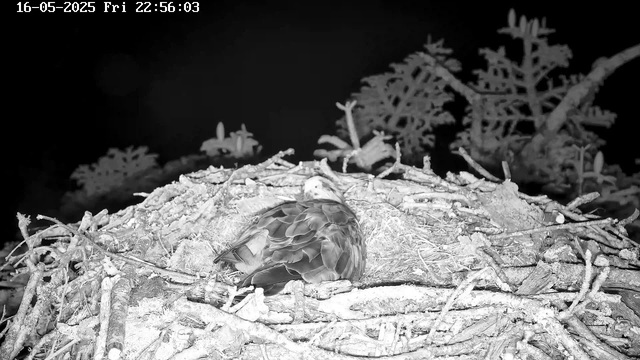 A bird is sitting on its nest made of twigs and branches. The image is in black and white, and there are some plants with leaves in the background. The timestamp in the upper left corner shows the date and time as 16-05-2025, Friday at 22:56:03.