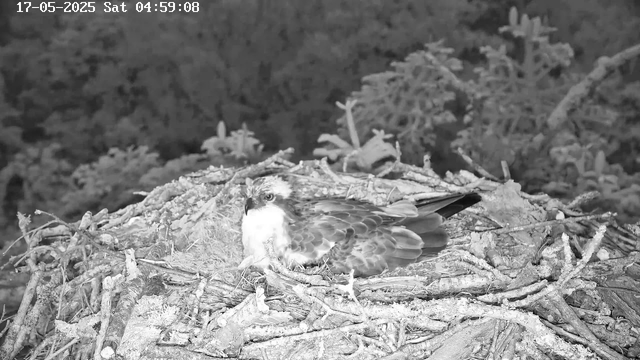 A bird of prey, possibly an hawk or eagle, is sitting in its nest made of sticks and twigs. The nest is built high in a tree, with dense foliage in the background. The image is in black and white, and a timestamp with the date May 17, 2025, and the time 04:59:08 is visible at the top of the image.
