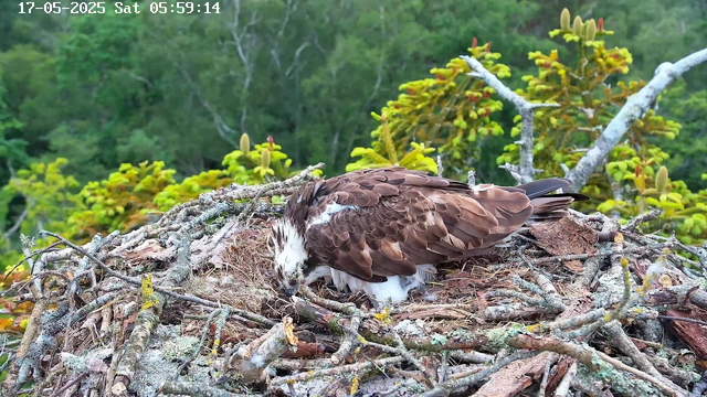 An adult osprey is laying on its back on a large nest made of sticks and twigs, with its head turned to the side and eyes closed. The nest is situated among green foliage and trees. The image is timestamped "17-05-2025 Sat 05:59:14" in the upper left corner.
