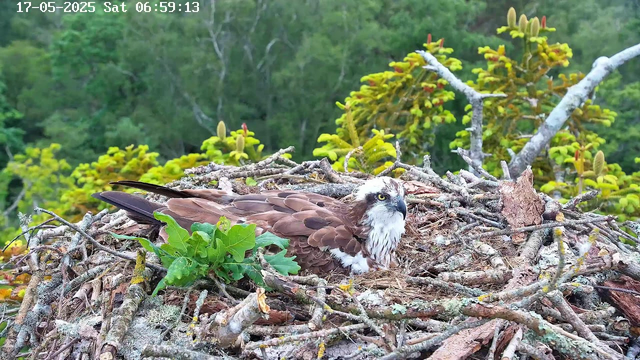 A close-up of an osprey sitting on its nest made of sticks and twigs, surrounded by green foliage. The osprey has brown and white feathers, with a distinctive white head and a dark eye stripe. The background shows lush green trees and shrubs. The timestamp in the top left corner indicates it was captured on May 17, 2025, at 6:59 AM.