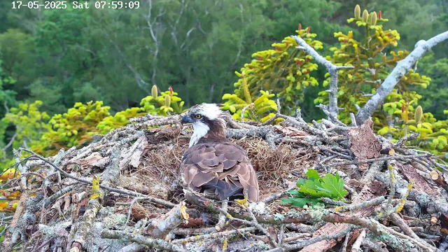 A young osprey with brown and white plumage sits in a large nest built of sticks and twigs on a tree. The nest has some green leaves and moss. The background shows lush green foliage and trees. The top left corner displays the date and time: 17-05-2025 Saturday 07:59:09.