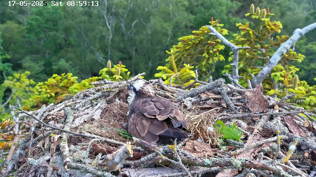 A bird is resting in its nest, which is made of twigs, branches, and leaves. The nest is situated among green, leafy plants and trees in a forested area. The image is timestamped "17-05-2025 Sat 08:59:13" at the top.