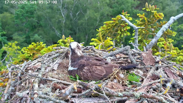 A bird with brown and white feathers is sitting in a nest made of sticks and twigs. The nest is set among green foliage, with trees and plants in the background. The bird's head is turned to the side, showing some white feathers on its face and neck. The scene appears to be part of a natural outdoor environment.