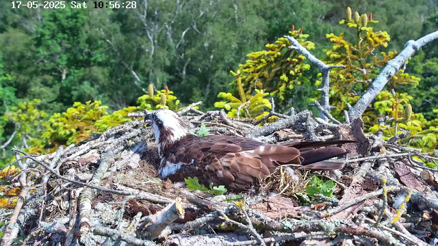 A bald eagle lies on its side in a large nest made of sticks and twigs, surrounded by green foliage and branches. The eagle appears to be resting, with its head turned to the left. The nest is elevated among trees, with a dense forest in the background. The image has a timestamp at the top showing the date and time as May 17, 2025, at 10:56:28 AM.