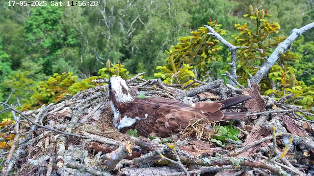 A bird is lying in its nest made of twigs, moss, and bark, on top of a tree branch. The nest is surrounded by green foliage and small yellow-green leaves. The bird has brown and white feathers, with a white head streaked with brown, and appears to be resting or incubating eggs. In the background, there is a lush, green forest with trees and leaves. The image also shows a timestamp in the top left corner indicating the date and time as "17-05-2025 Sat 11:56:28."