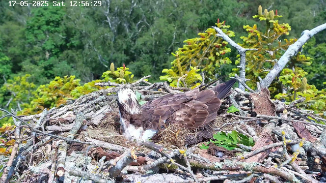 A bird, likely an osprey, is sitting in its nest made of sticks and twigs. The nest is situated high in a tree with green foliage and branches surrounding it. The background shows a dense forest with trees and greenery. The image includes a timestamp in the top left corner indicating the date as 17-05-2025 and the time as 12:56:29.