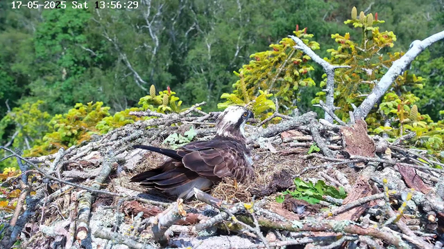 A juvenile bird, likely an osprey, is sitting in a large nest made of sticks and twigs. The nest is situated high in a tree, surrounded by green foliage and branches. The bird has brown and white plumage, with distinctive yellow eyes and a white head with a dark stripe through each eye. The background features dense green forest. The timestamp and date are displayed in the top left corner: "17-05-2025 Sat 13:56:29."