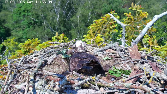 A bird is sitting in a nest made of sticks and branches on top of a tree. The bird has a white head with brown streaks, a dark body, and is facing away from the camera. Surrounding the nest are green leaves and foliage, with more trees and greenery in the background. The timestamp at the top of the image reads "17-05-2025 Sat 14:56:34".