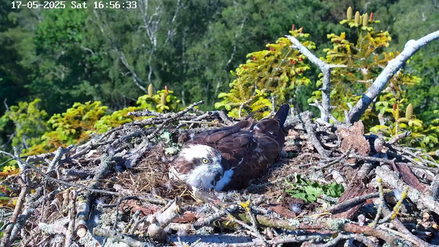 An osprey is lying in its large nest made of sticks, situated high in a tree with green foliage in the background. The bird has a white head with a dark eye stripe, yellow eyes, and brown feathers on its body. It appears to be resting or incubating eggs. The image is timestamped "17-05-2025 Sat 16:56:33" at the top.