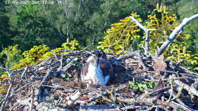 A bird of prey, possibly an osprey, is sitting in its nest made of sticks and twigs on top of a tree. The nest is surrounded by green foliage and trees in the background. The image is timestamped May 17, 2025, at 17:56:34.