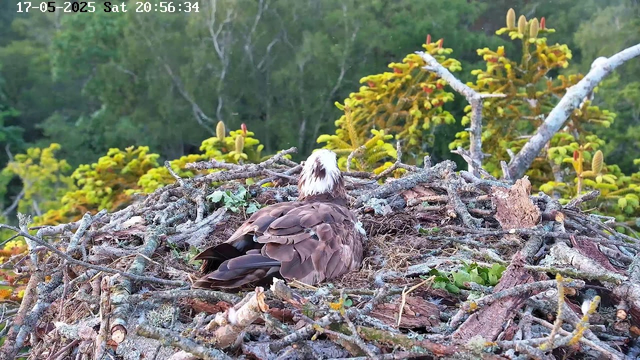 A bird of prey, likely an osprey, is sitting in its nest constructed of twigs and branches. The nest is situated high in a tree, with lush green foliage and yellowish-green plants in the background. The image has a timestamp in the upper left corner indicating it was taken on May 17, 2025, at 8:56:34 PM on a Saturday.