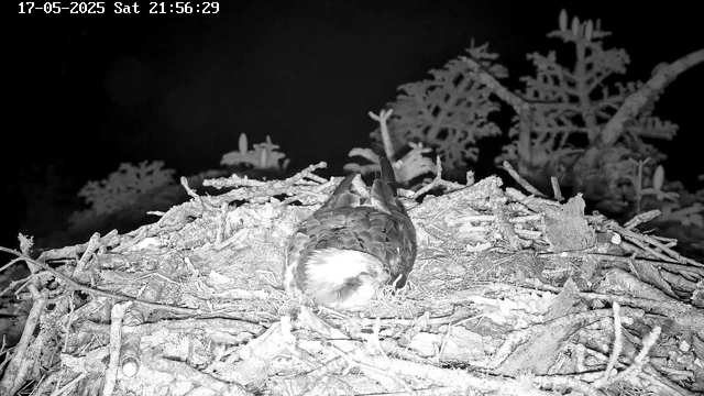 A bird is sitting in a nest made of twigs and branches, which is placed on a high platform or tree. The nest appears to be in a natural outdoor environment, with some foliage and branches visible in the background. The image is in black and white, and a timestamp is displayed at the top left corner.