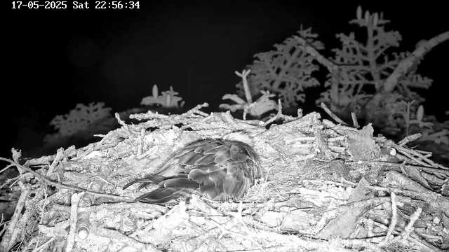 A bird is sitting in a nest made of twigs and branches. The nest is built on the top of a tree with sparse leaves and small branches. The image is in black and white, and the camera captures the scene at night. A timestamp in the upper left corner reads "17-05-2025 Sat 22:56:34."