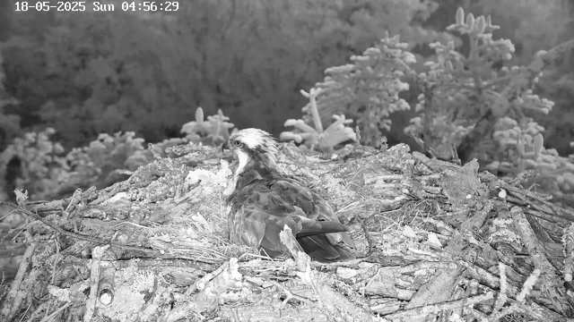 A bird of prey, likely an osprey, is sitting on a nest made of sticks and twigs. The nest is situated among trees with frost-covered branches in the background. The image is in black and white, and the timestamp indicates that it was captured early in the morning on May 18, 2025.