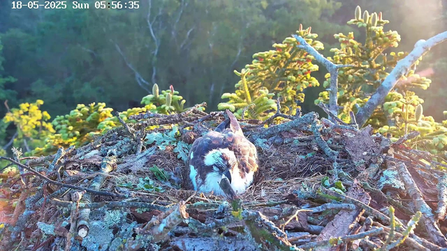 A bird, likely a raptor, is sitting in a nest made of sticks and twigs. The nest is located high in the branches of a tree. The bird appears to be resting, with its head lowered and facing forward. The background shows green foliage and the time and date are displayed at the top left corner of the image.