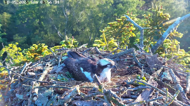 A young bird with brown and white feathers is resting in a large nest made of twigs and sticks. The nest is situated high in a tree with lush green foliage in the background. The photo is taken in the early morning, as indicated by the timestamp showing 6:56 AM on May 18, 2025. Sunlight is shining through the leaves, illuminating the scene.